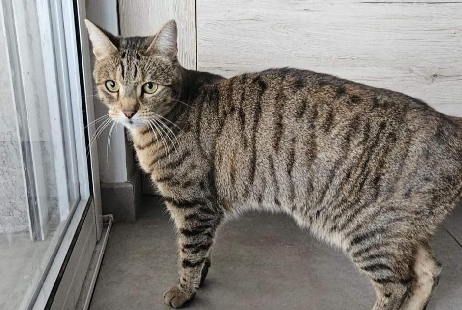 Alerta de Desaparición Gato cruce  Hembra , 5 años Vonnas Francia