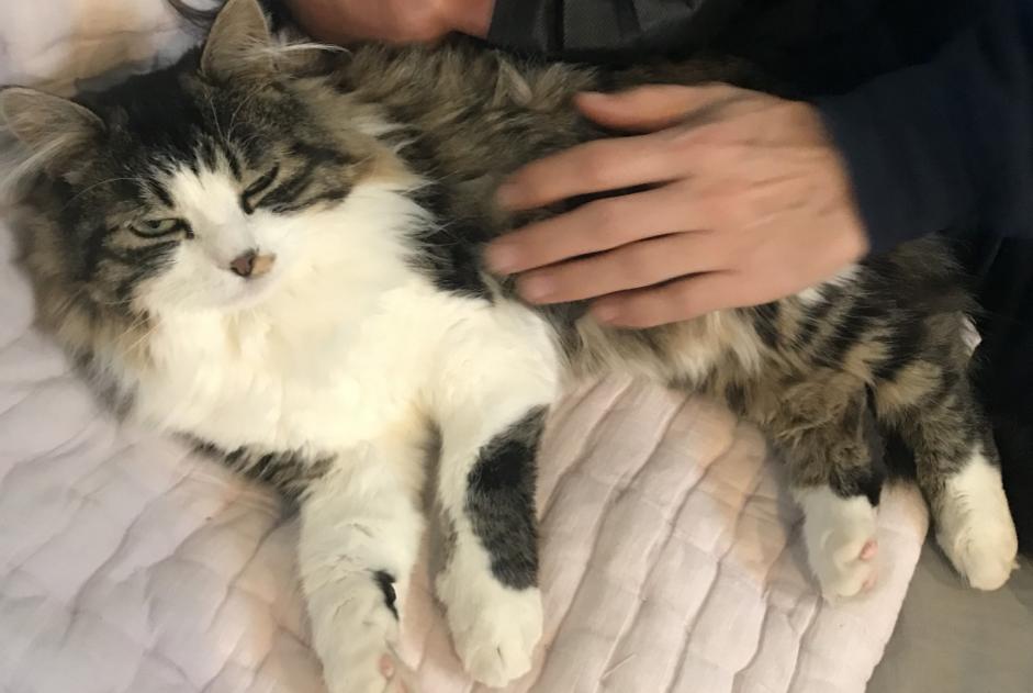 Alerta de Desaparición Gato cruce  Macho , 3 años Saint-Genis-Pouilly Francia