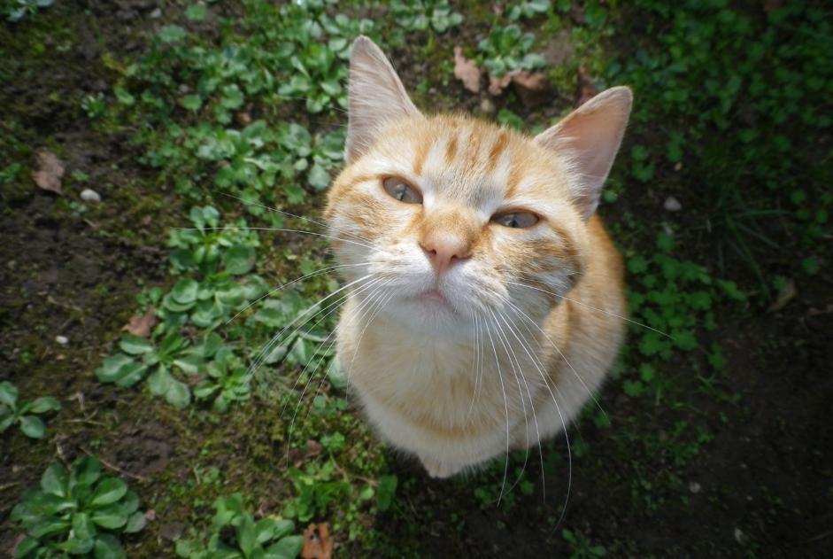 Alerte Découverte Chat Mâle Briord France